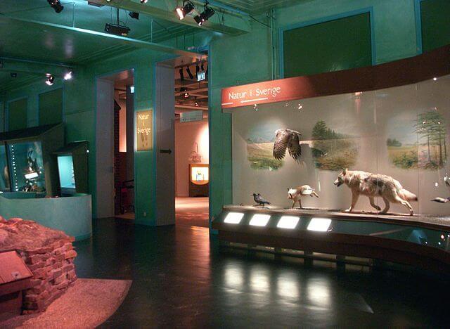 Collection au Musée Histoire Naturelle de Stockholm