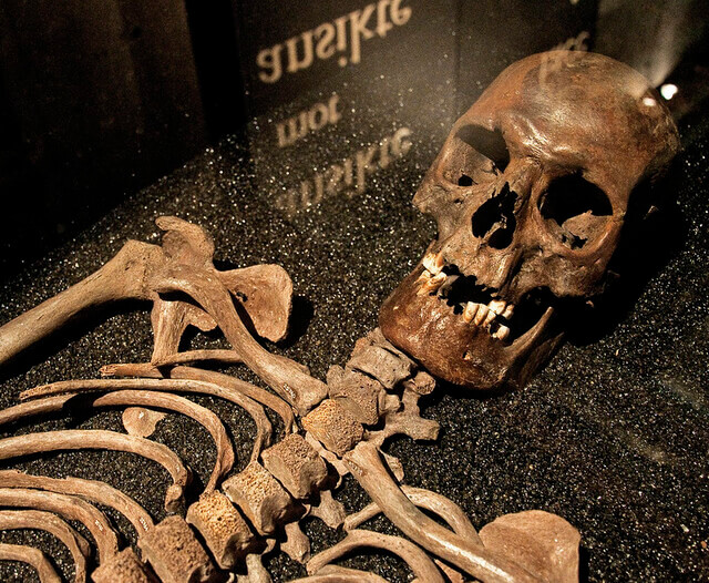 Squelette au musée Vasa de Stockholm